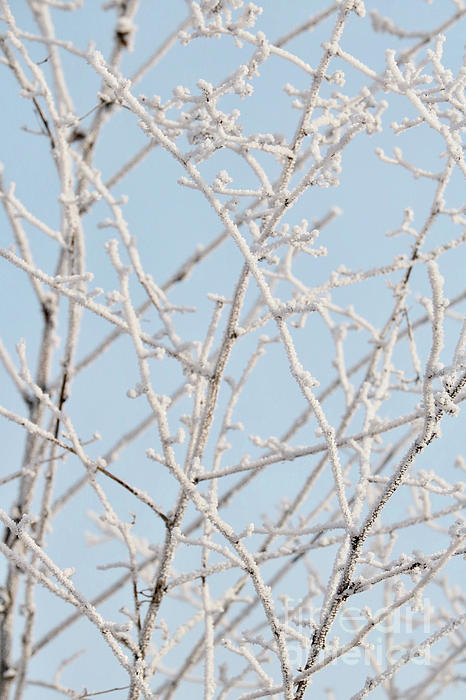Winter White and Light Blue by Carol Groenen Winter White and Light Blue by Carol Groenen